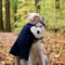 N_INAlQoO6Y-unsplash