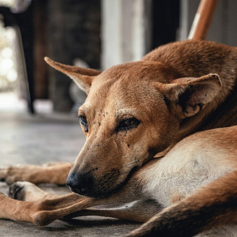 daniele-franchi-N-4lwl43-tQ-unsplash
